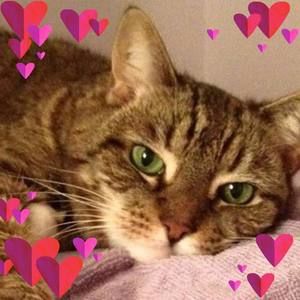 Meet your Posher, Rose